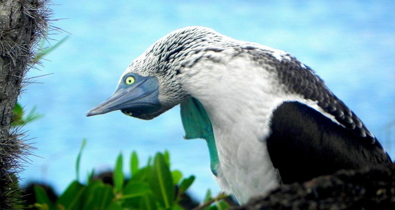 Bed and Breakfast Cormorant Beach House Puerto Villamil Exterior foto